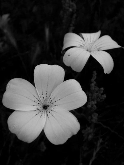 Monochrome photo of two white, five-lobed flowers, wide open, on a dark background. The nearest one in the bottom left is in focus, with dashed lines leading to its small dark centre, the one behind and to the right is softened by blur.