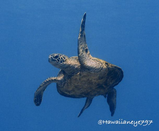 A sea turtle lifts a front fin as it turns in clear blue water. Its fins are flattened and its head is rounded. It is covered with a mosaic of leathery skin.
