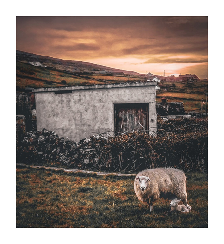 The photo is a farm scene with a sheep and its lamb in the foreground on the right. Behind them is a small, weathered shed with a closed wooden door. It is amidst stone walls and overgrown brambles. In the background there are rolling fields which stretch towards a sunset sky with hues of orange and pink.