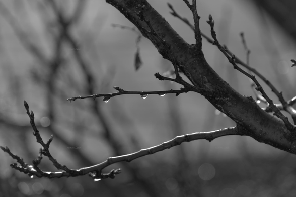 Nature, tree, drops, black and white, photo