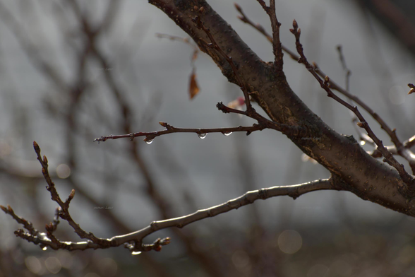 Nature, tree, drops, color, photo