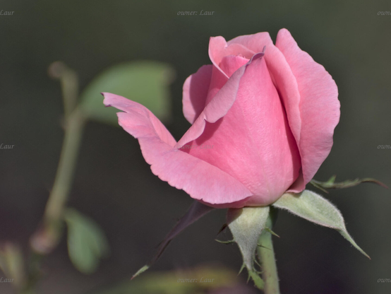 Rose, closeup, color, photo