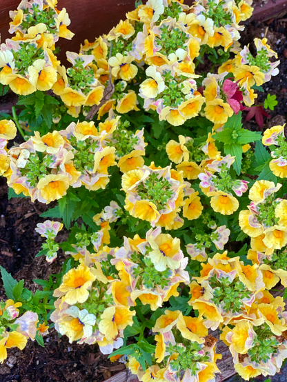 Bright yellow Nemesia flowers clustered together