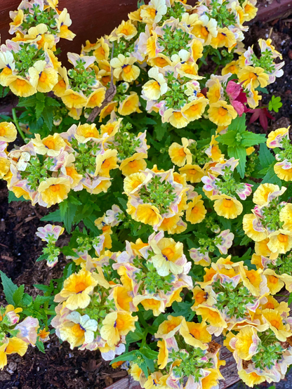 Bright yellow Nemesia flowers clustered together