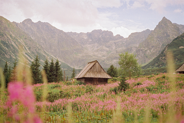 A picturesque view of mountains, coniferous forest, and pink willowherb flowers filling the frame. In the middle is a wooden house. The sky is cloudy.