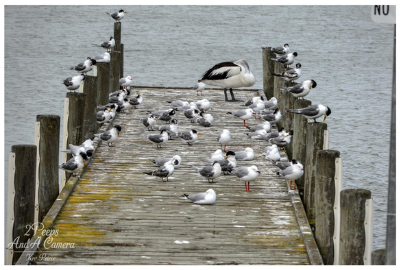 Photograph showing a wide, weather beaten wooden jetty or pier extending toward the viewer from the water's edge.

A large, dark backed Australian Pelican stands near the centre, surrounded by dozens of smaller birds, primarily Crested Terns and Silver Gulls, which are perched on the deck and the wooden pilings. The water is choppy and gray.
