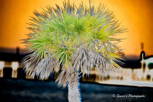 Palm at the Edge

"A lone palm tree rises boldly into a surreal sky, its spiky fronds splayed like a crown of green and gray daggers. The trunk is thick and textured, etched with the scars and ridges of time, standing like a sentinel between worlds. Each frond catches the light differently—some gleaming with silvery edges, others shadowed in deep green—creating a layered halo of motion and stillness.

Behind the tree, the sky burns with an intense orange glow, as if sunset has been dialed to its most dramatic setting. The color is not soft or fading—it’s fierce, saturated, almost molten. Against this fiery backdrop, dark silhouettes of distant buildings or structures loom like quiet witnesses, their forms abstract and brooding.

The image feels digitally altered or artistically enhanced, heightening the contrast and drama. The palm tree, though familiar, becomes mythic—an emblem of resilience, isolation, and strange beauty. It stands alone, yet not lonely, rooted in a dreamscape where nature and urban shadow meet under a sky that refuses to whisper." - Microsoft Copilot