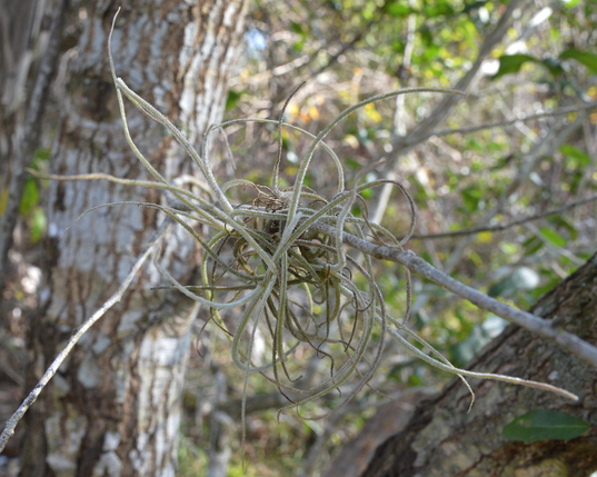 A photo of ballmoss growing in the small branches of a tree.