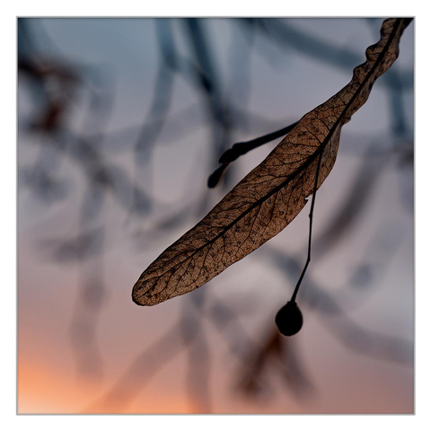 The bare branches of a tree are visible at dusk. In the foreground of the photo is a single veined, withering leaf with a single seed.