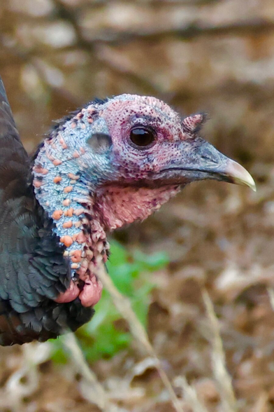close on a turkey’s bumpy head, showing colors one might expect to see on a coral reef.