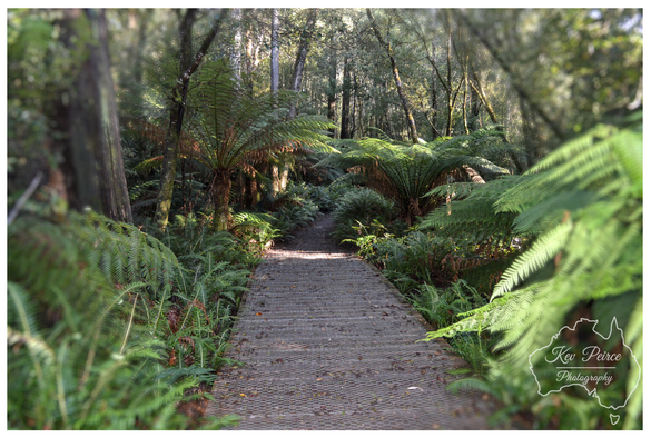 A serene, straight on view of a narrow boardwalk path leading into a dense, lush temperate rainforest. The path is surrounded on both sides by vibrant green ferns and large, towering tree ferns with their fronds canopying overhead.  A patch of sunlight brightens the center of the boardwalk, guiding the eye deeper into the shadowed woods.