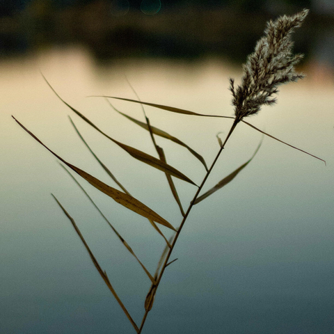 Leaning to the right of the square frame, a single reed is poised against the calm grey, blue pastel shades of a lake. There are eight angular leaves stretching to the left and two shorter ones to the right of the stem. At the pointy end is a clump of fluffy seeds ready to be carried off by the breeze. Today there is none. The sun has just set. Dusk descends.