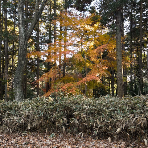 Russet and mustard leaves cascade over the branches of a single Japanese maple tree. Its trunk is obscured by a bank of foliage which look like bamboo but aren’t. The trunks of two tall trees stand like sentries either side of the maple. Sunlight spotlights the maple boughs and coniferous trees hem in the whole scene to the rear.