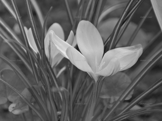 Flower, closeup, black and white, photo