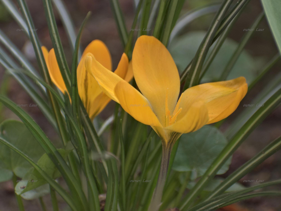 Flower, closeup, color, photo