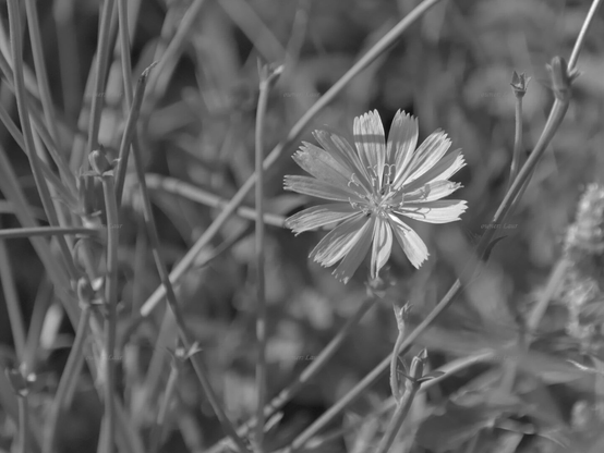 Flower, closeup, black and white, photo