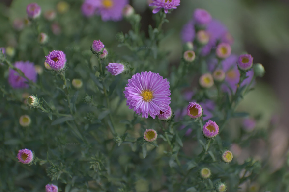 Flowers, color, photo