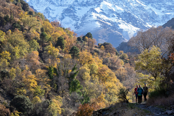 3 hikers on a path in the bottom right in shadow are surrounded by autumnal colored trees. In the background the snow slopes of a mountain (Alcazaba)