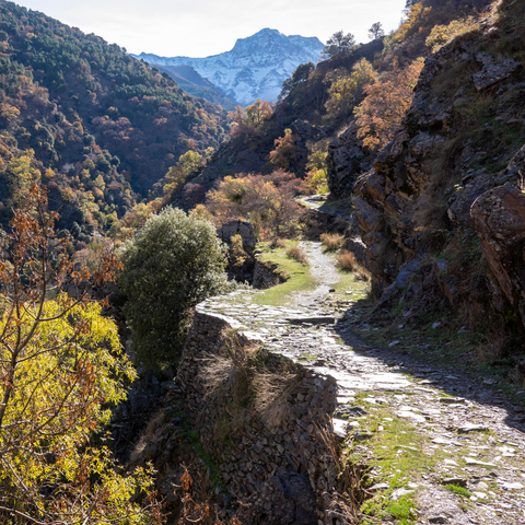 A path winds its way along a mountainside surrounded by autumnal colored trees. In the background the snow slopes of a mountain (Alcazaba)