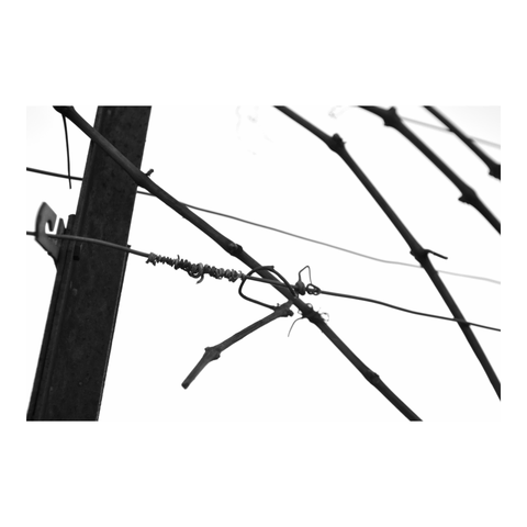 Detail of a vine trellis. (Version françæ) Détail dal palissage d’æn vigne.