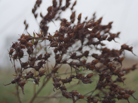 Dryed out wet plants