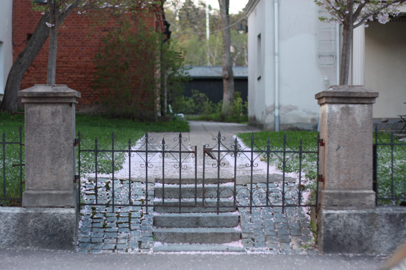 A low iron gate with stone pillars on the sides with a small staircase in front. Behind the gate is a walkway with grass on each side and cherry threes. Cherry-blossom are spread across the ground all over, especially on the edges of the walkway. In the background are a couple of buildings, a white smooth to the right and red brick house on the left.