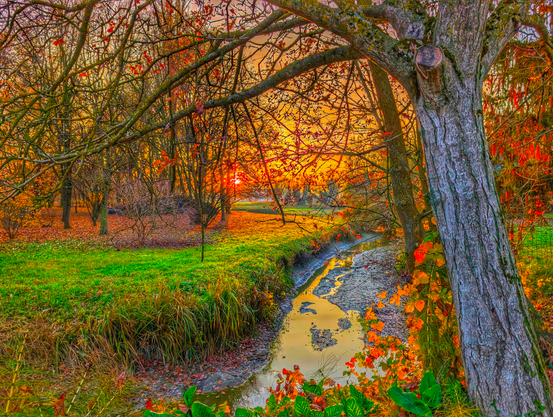 An autumn landscape at sunset. Bare trees dominate the upper frame, their branches reaching across a golden sky. Below, vibrant green grass covers the ground, and a small stream winds through the scene, reflecting the warm light. A large tree trunk stands on the right, scarred where a branch was cut, but still alive with orange leaves clinging to its younger branches.
This is how I see the world. The bare trees, what we notice most, seem dead, like today's civilization: governed by hatred, coldness, selfishness, rampant individualism. But at the base, the grass is green. Because at the base, there are wonderful people who often go unnoticed, yet they are the most important part of everything. And beyond: light and color, because life can give us far more than these bare "trees" show right now. And the trees themselves, if not rotten inside, will bloom again.
I intentionally increased the saturation to create this contrast: to flood the scene with light.