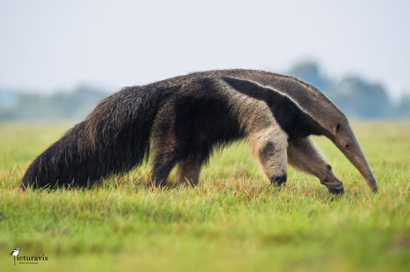 A photo of a large black and grey mammal on a grass plain. It has an elongated head suitable to be pushed into holes. Its large claws are visible, formed into a shovel-like shape for efficient digging. It has strong legs and a long, bushy tail.