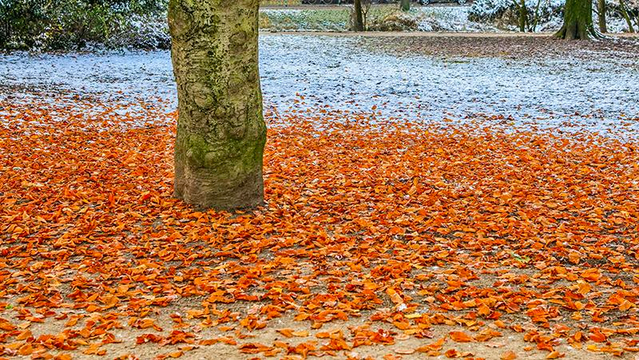 Red foliage and snow under a tree in a park 