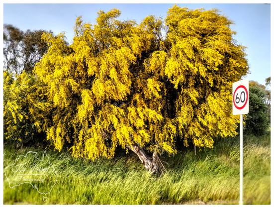 A stunning, sun drenched Australian Wattle tree (Acacia species) in full, bright golden yellow bloom, standing tall over long, bright green roadside grass.  To the right, a white circular speed limit sign on a pole displays the number 60 in black, indicating a 60 km/h zone.