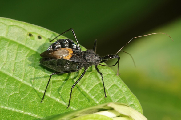 A stocky insect with a black body and brown abdomen resting on a leaf. The head is narrow, with a proboscis curving under the body. The side of the body is wedged shaped.