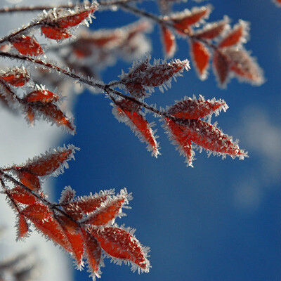 霜がついたナンテンの赤い葉