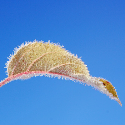 霜がついたリンゴの黄色みがかった葉