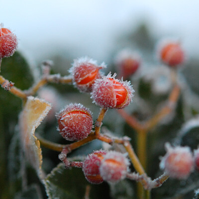 霜がついたマサキの赤い実