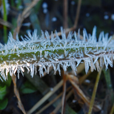 イネ科の植物の葉についた霜