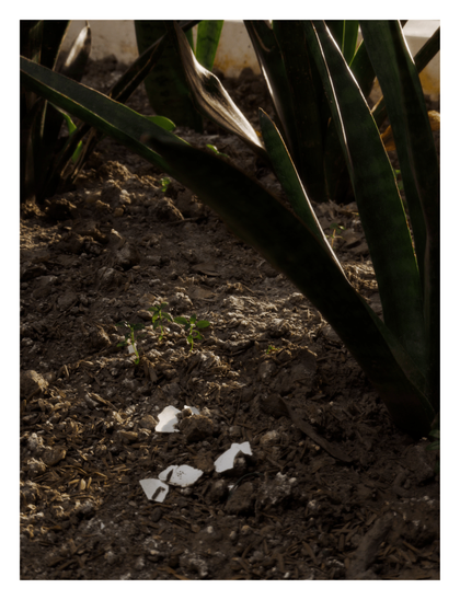Tiny green seedlings sprouting from dry, dark soil scattered with fragments of white crushed eggshells. Large, sharp leaves of a Snake Plant (Sansevieria) rise up in the background, illuminated by dramatic streaks of sunlight.