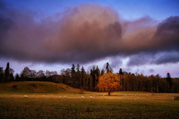 Eine weite Weidelandschaft in Blair Atholl, Schottland, wird von einem markanten Baum mit leuchtend goldenem Herbstlaub dominiert. Zahlreiche Schafe grasen auf dem Feld, waehrend der Himmel von dramatischen, farbintensiven Wolken in Lila- und Orangetönen durchzogen ist. Die Komposition betont die natürliche Schönheit der schottischen Landschaft in den späten Herbststunden.