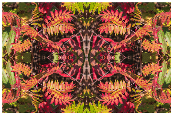 Abstract photograph created using a single photo of fall sumac leaves and sumac branches. The sumac leaves extend along either side of a slender branch. Fall sumac leaves range from red to orange to yellow and in various combinations of those three colors. The photo is created by copying the original and then flipping the copy horizontally. The original and the copy are joined at the flip point and then both are copied, flipped vertically, and the resulting copies are then joined at the flip point. The result is four-quadrant image with each quadrant a mirror of the quadrants opposing it. The appearance is similar to what one would see in a four-mirror kaleidoscope. In addition to the realistic objects in each photo, the process creates multiple abstract objects especially at or near where one photo attaches to another.