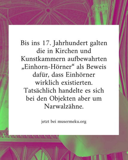 Text: Bis ins 17. Jahrhundert galten die in Kirchen und Kunstkammern aufbewahrten „Einhorn-Hörner" als Beweis dafür, dass Einhörner wirklich existierten. Tatsächlich handelte es sich bei den Objekten aber um Narwalzähne. - jetzt bei musermeku.org