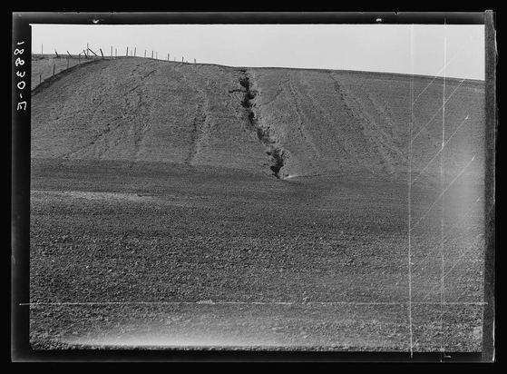 The image is a black and white photograph depicting an agricultural landscape. It shows a large, barren hillside with noticeable erosion patterns indicative of soil loss or degradation in the field below. A few scattered remnants of fencing can be seen at various points on the slope's edge.

In the foreground lies flat land covered with what appears to be pea fields, given their texture and appearance. The ground is mostly uniform except for some minor variations where vegetation may have been growing before being plowed or eroded away.

A single figure stands in the middle distance near a crater-like depression on the hillside, suggesting it could be part of an agricultural operation's monitoring or maintenance activities. There are no visible buildings or other structures aside from what seems to be fencing remnants along the top of the slope.

The photograph has text annotations at its left and right margins indicating "18230-5" which might suggest a cataloging system used by the photographer, possibly Dorothea Lange based on the context provided. This image is credited as being taken near Santa Maria, California, with references to erosion from pea fields.

Overall, this photograph captures an environment that appears affected by farming activities and natural soil processes, highlighting rural agricultural challenges such as erosion control in a specific geographical area of California during what could be indicative times for the region's crops.