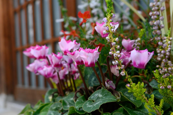 ピンクのシクラメンを中心した寄植えが民家の格子戸前に置かれている。/ 2025.11.11 姉小路通から