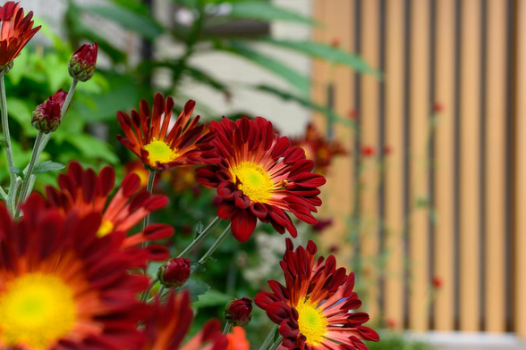 格子戸の前の玄関先で咲いているスプレー咲きの赤いキクの花。/ 2025.11.11 西洞院通から