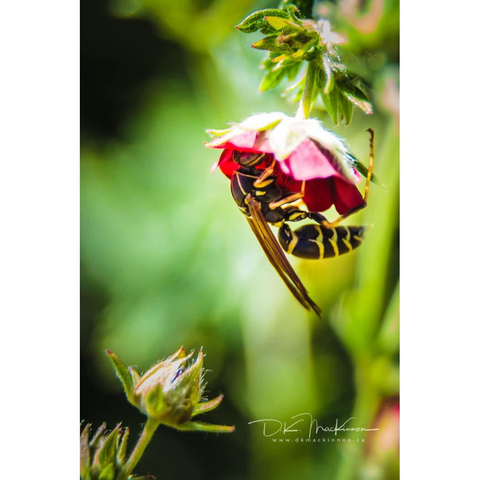 A yellow and black wasp feeding from the red and pink flower of a wild strawberry plant, with green foliage in the background.