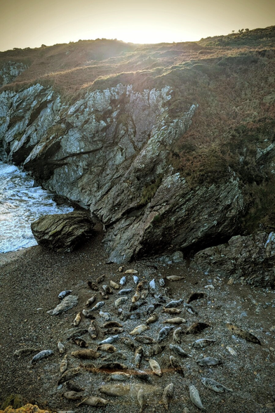 A high-angle, vertical shot capturing a large colony of grey and spotted seals resting on a pebbly beach tucked beneath rugged, fern-covered cliffs. The sun is setting behind the top of the cliffs, creating a soft, hazy golden light that illuminates the scene. On the left, choppy ocean waves crash against the dark rocks and shore.