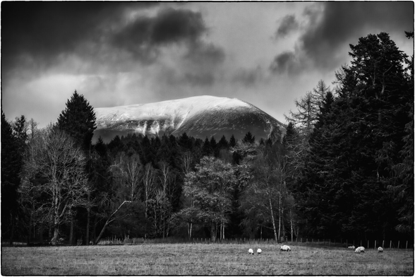 Eine weite Winterlandschaft in Schwarz-Weiss zeigt eine schneebedeckte Bergkette unter einem dramatischen Wolkenhimmel. Im Vordergrund grasen Schafe auf einem Feld, begrenzt von einem dichten Wald aus Nadel- und Laubbäumen, die eine tiefe Textur erzeugen. Die kontrastreiche Darstellung betont die raue Schönheit der schottischen Natur in der kalten Jahreszeit.