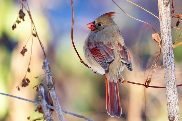 A female northern cardinal on a snowy afternoon. 