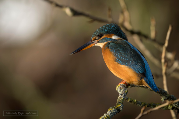 a female common kingfisher perched on a branch above a canal