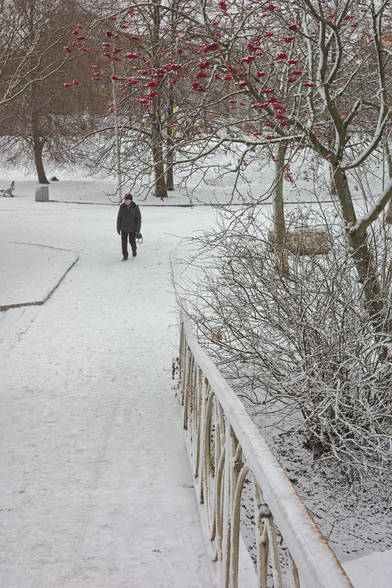 The photo shows a winter landscape in a park or on a square. Snow covers the ground, trees and shrubs. In the foreground, there is a figure of a man walking along a snow-covered path. There are bare trees and a rowan tree with red berries around, which creates a contrast with the white snow. Other trees and buildings are visible in the distance.