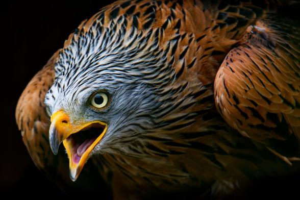 Nahaufnahme eines Rotmilans mit geöffnetem Schnabel. Der Vogel hat gelbe Augen mit schwarzer Pupille, einen gelben Schnabel mit schwarzer Spitze und ein Gefieder, das an Kopf und Hals grau-weiß gestreift und an den Flügeln braun mit schwarzen Mustern ist.