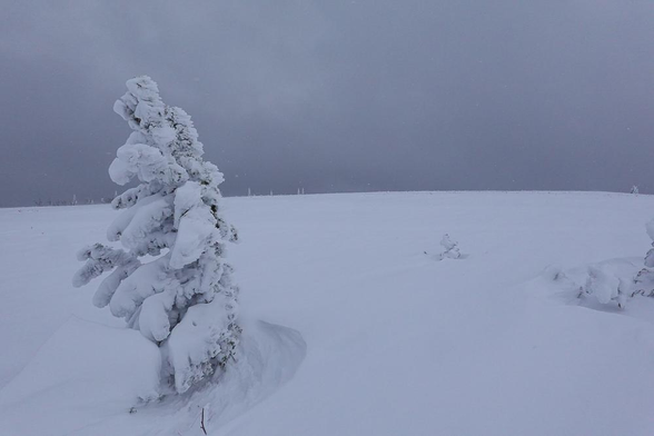 A snowy plain with one nearby small tree encrusted with snow and rime, and several distant white dots of snow covered trees standing on the horizon line between the blue white snow, and the monolithic blue grey cloudy sky flecked with tiny white flakes of white snow